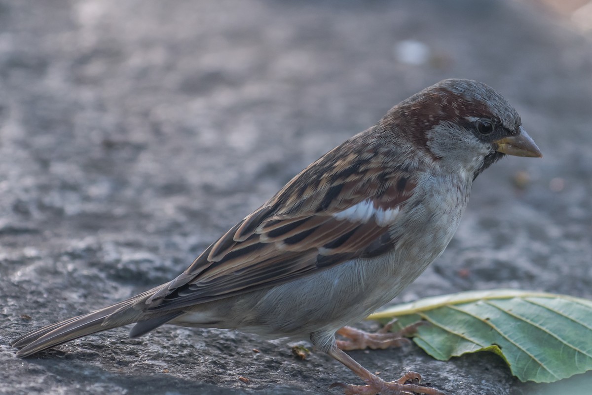 Moineau domestique - ML641233211