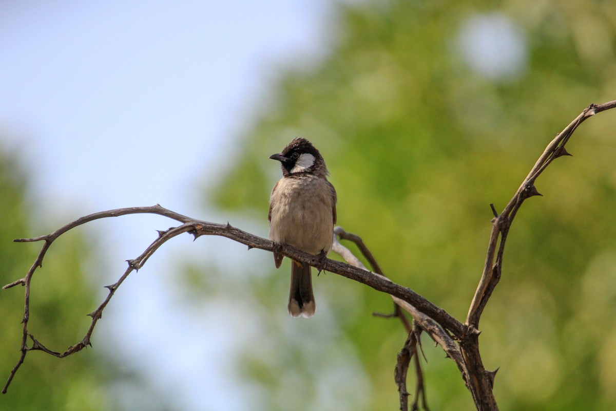 White-eared Bulbul - ML641233213