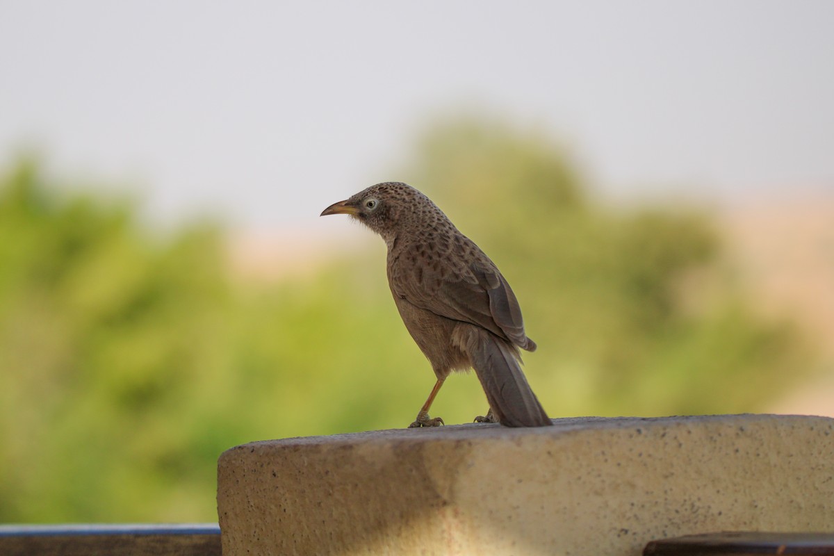 Arabian Babbler - ML641233220