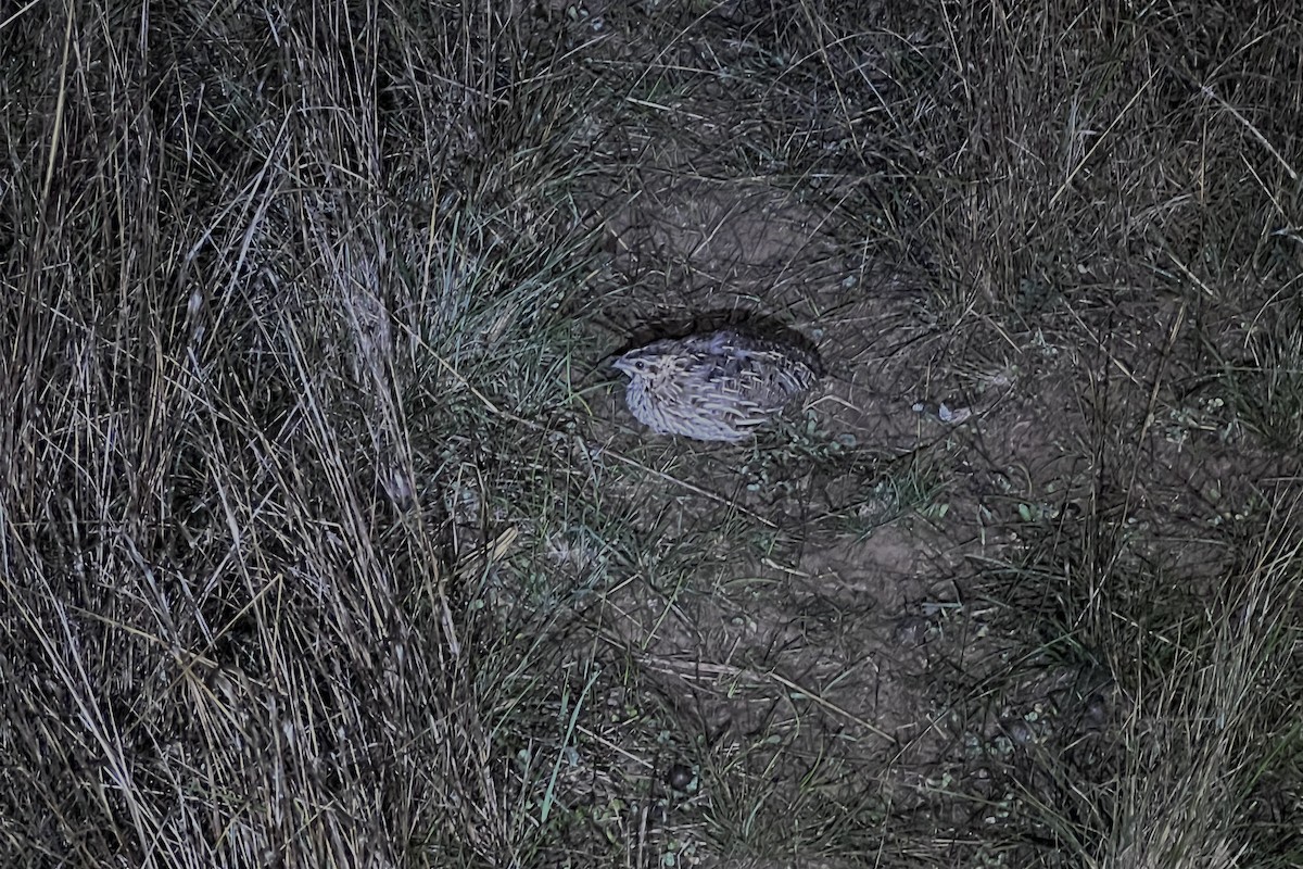 Stubble Quail - ML641233249