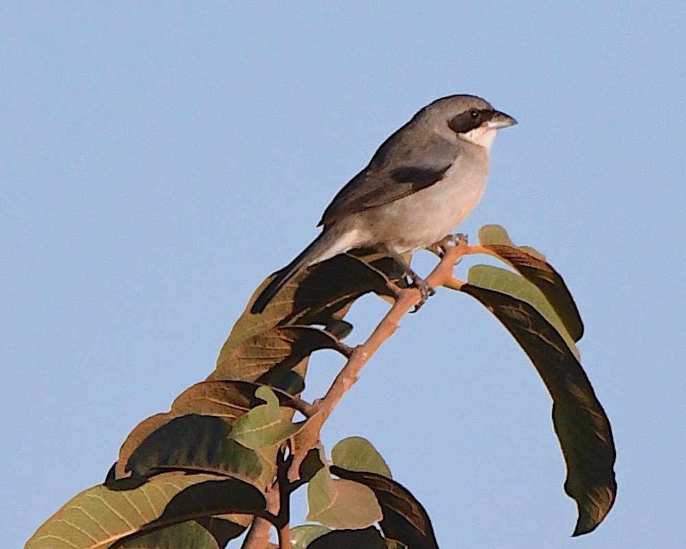 White-banded Tanager - ML641233252
