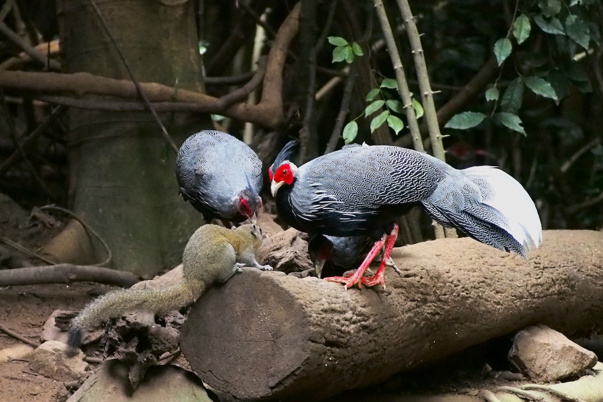 Kalij Pheasant - ML641233258
