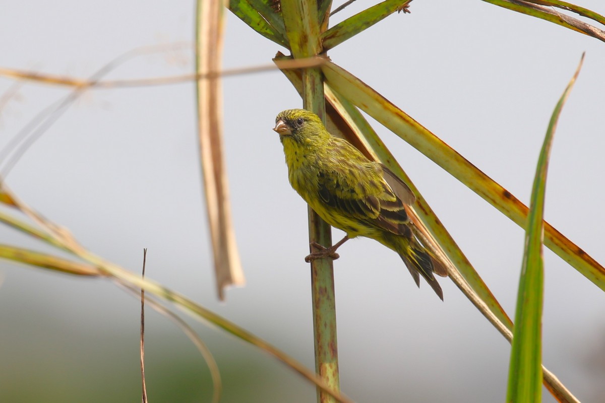 Papyrus Canary - ML641233262