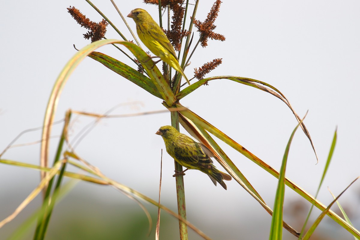 Papyrus Canary - ML641233263