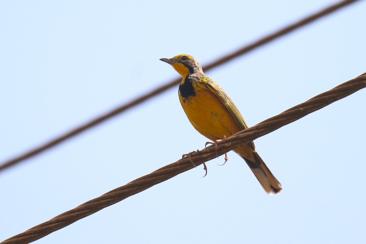 Yellow-throated Longclaw - ML641233269
