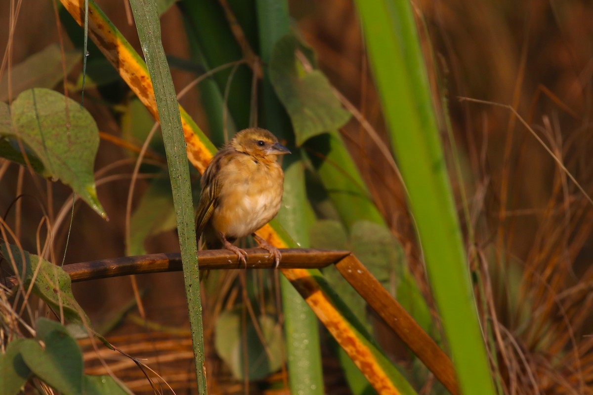 Black-headed Weaver - ML641233278