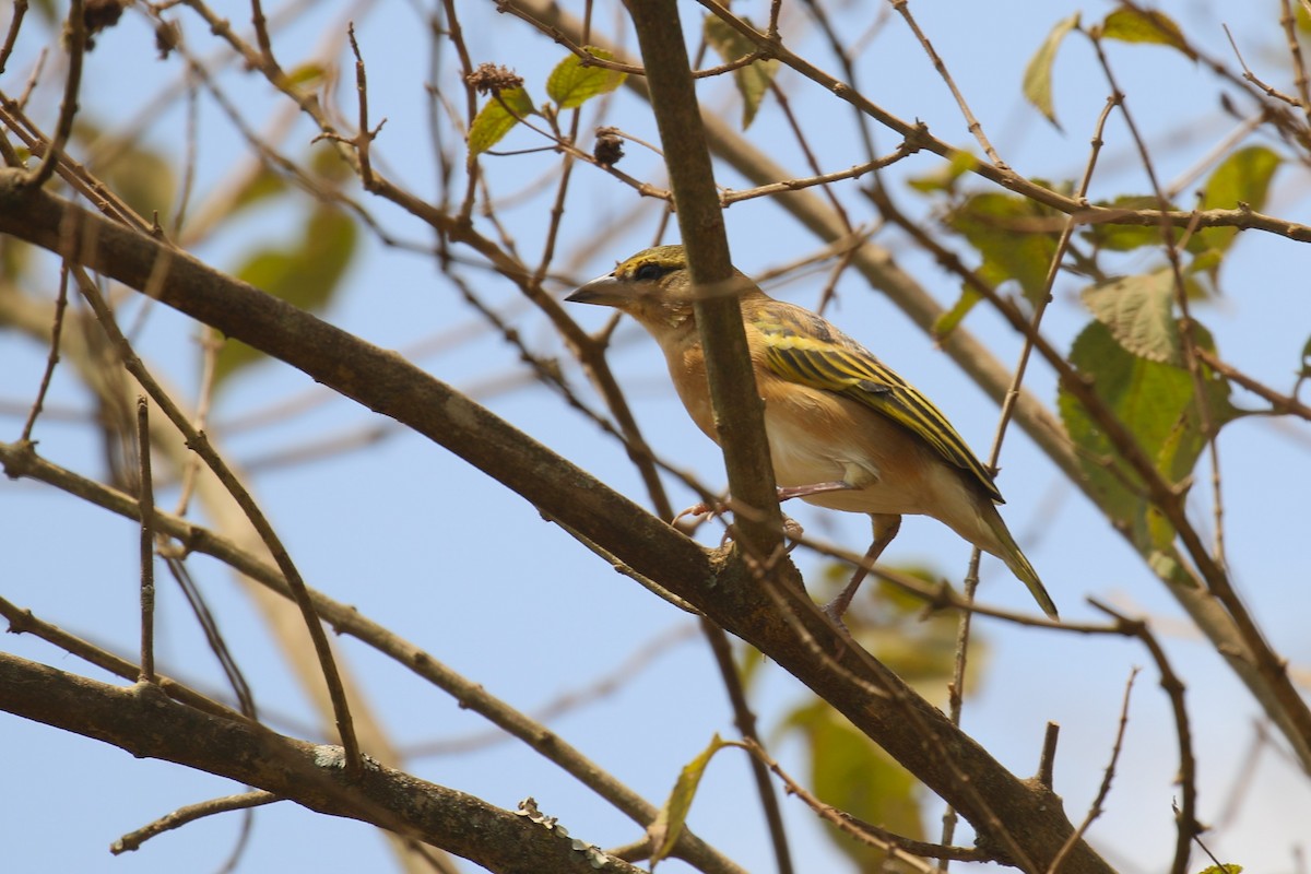 Black-headed Weaver - ML641233279