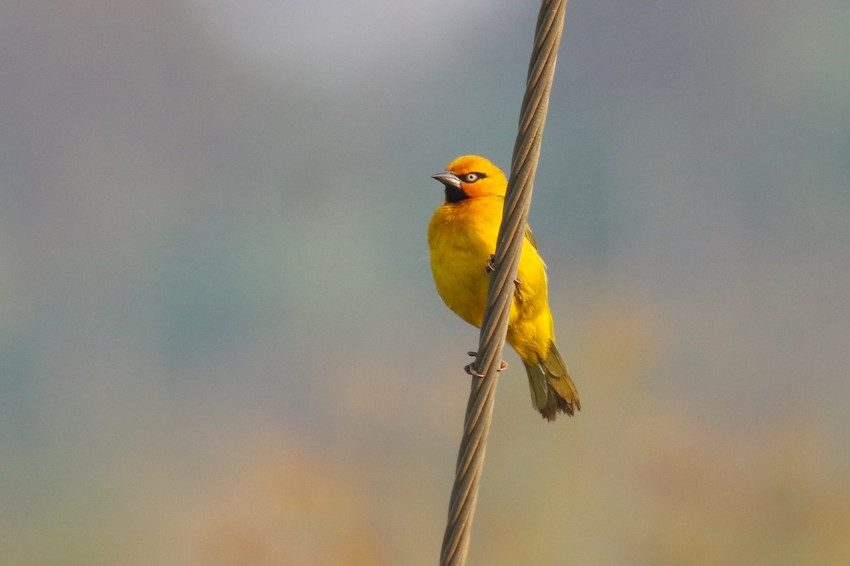 Spectacled Weaver - ML641233287