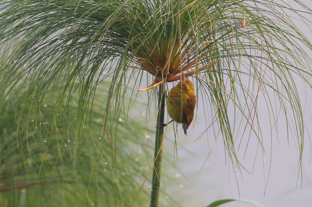 Slender-billed Weaver - ML641233290