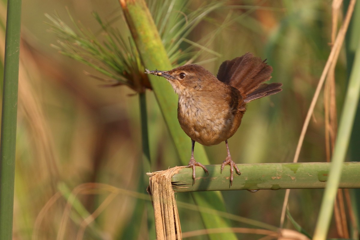 Highland Rush Warbler - ML641233342