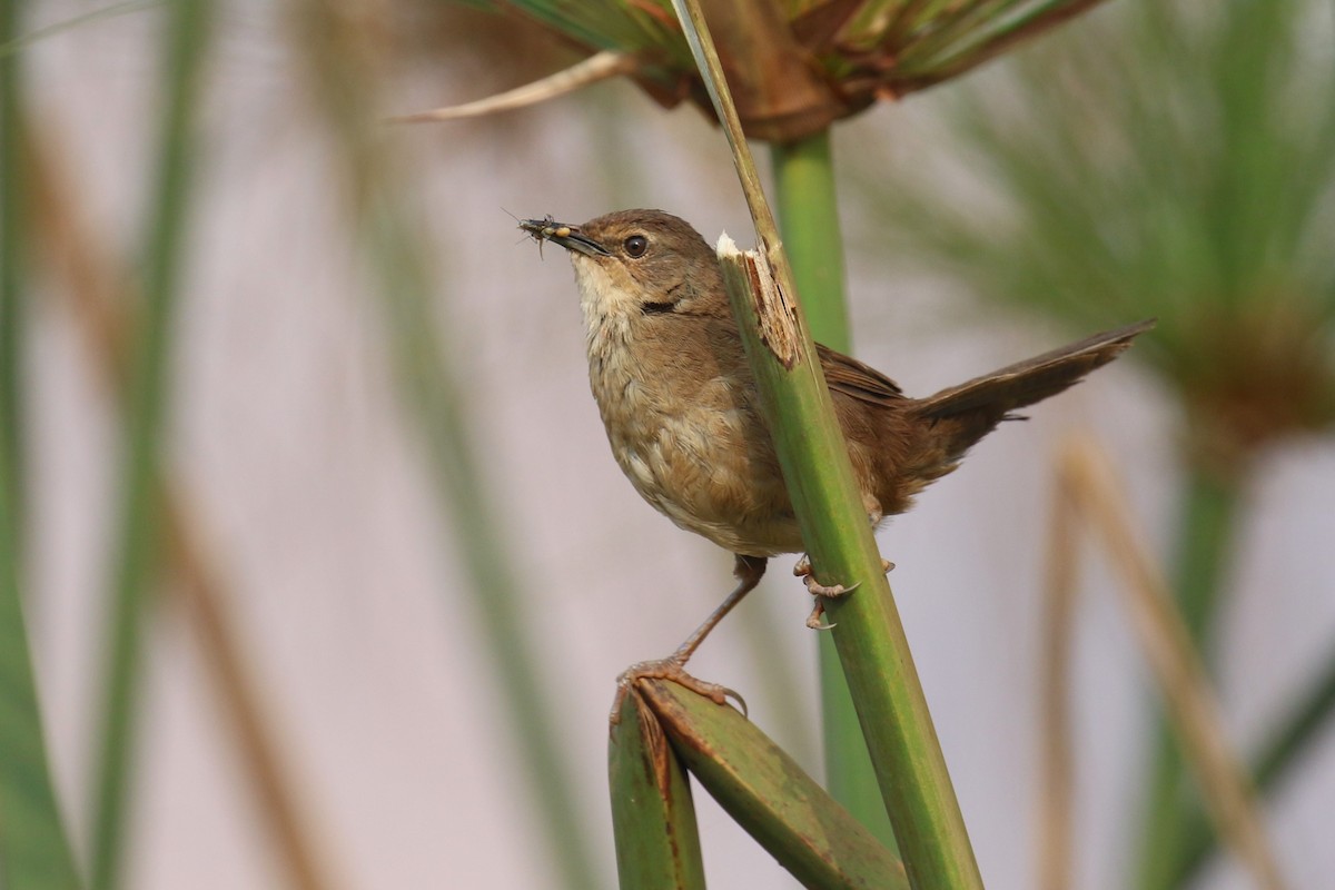 Highland Rush Warbler - ML641233343