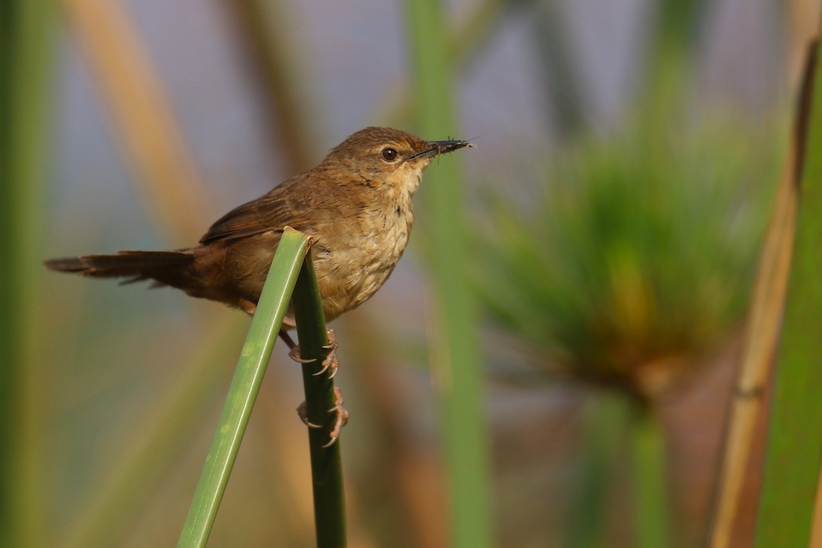 Highland Rush Warbler - ML641233344