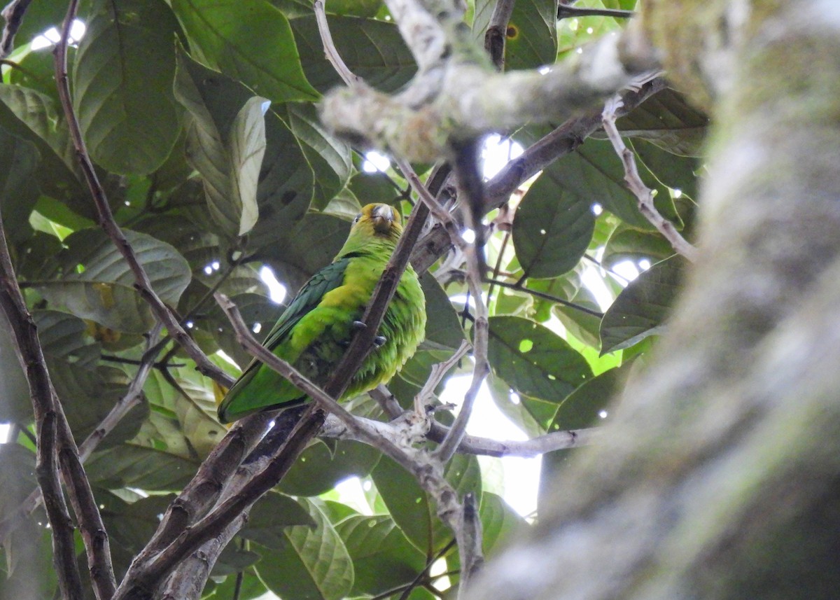 Toui à queue d'or - ML641233348