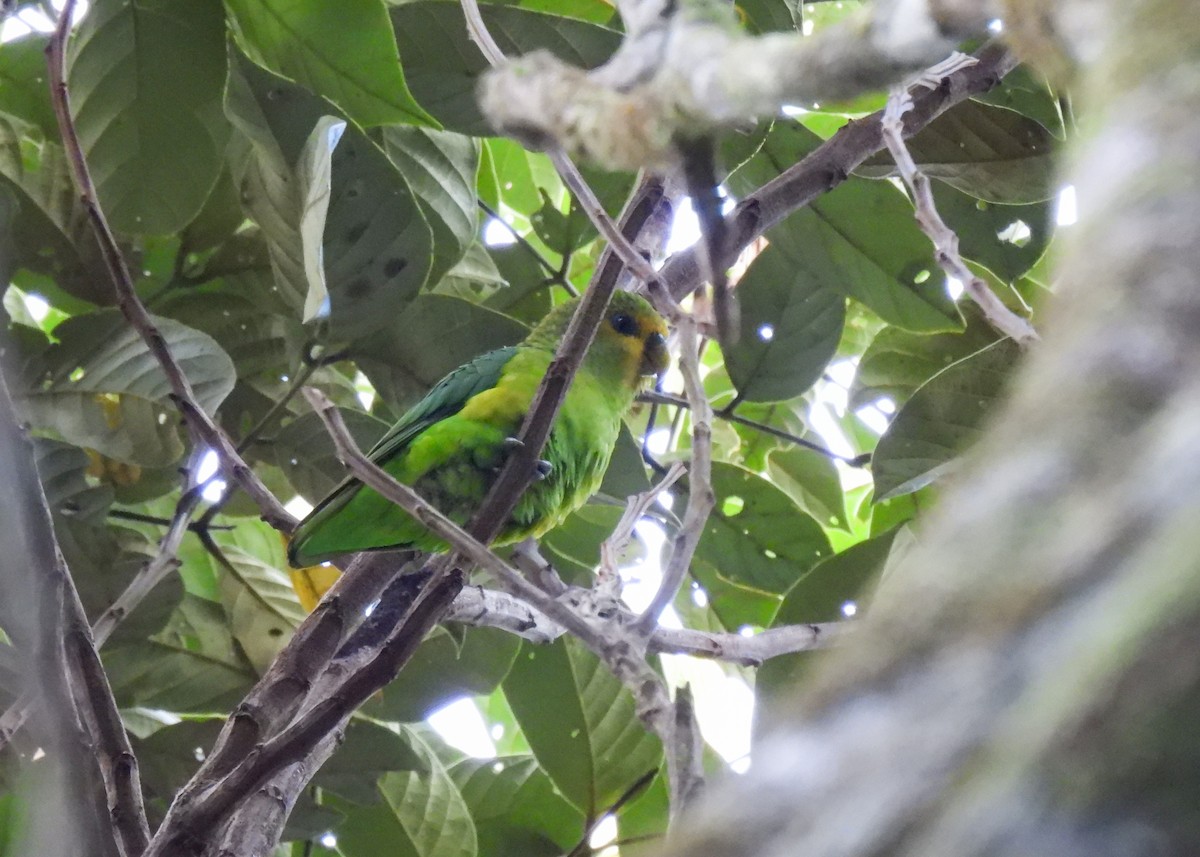 Toui à queue d'or - ML641233349