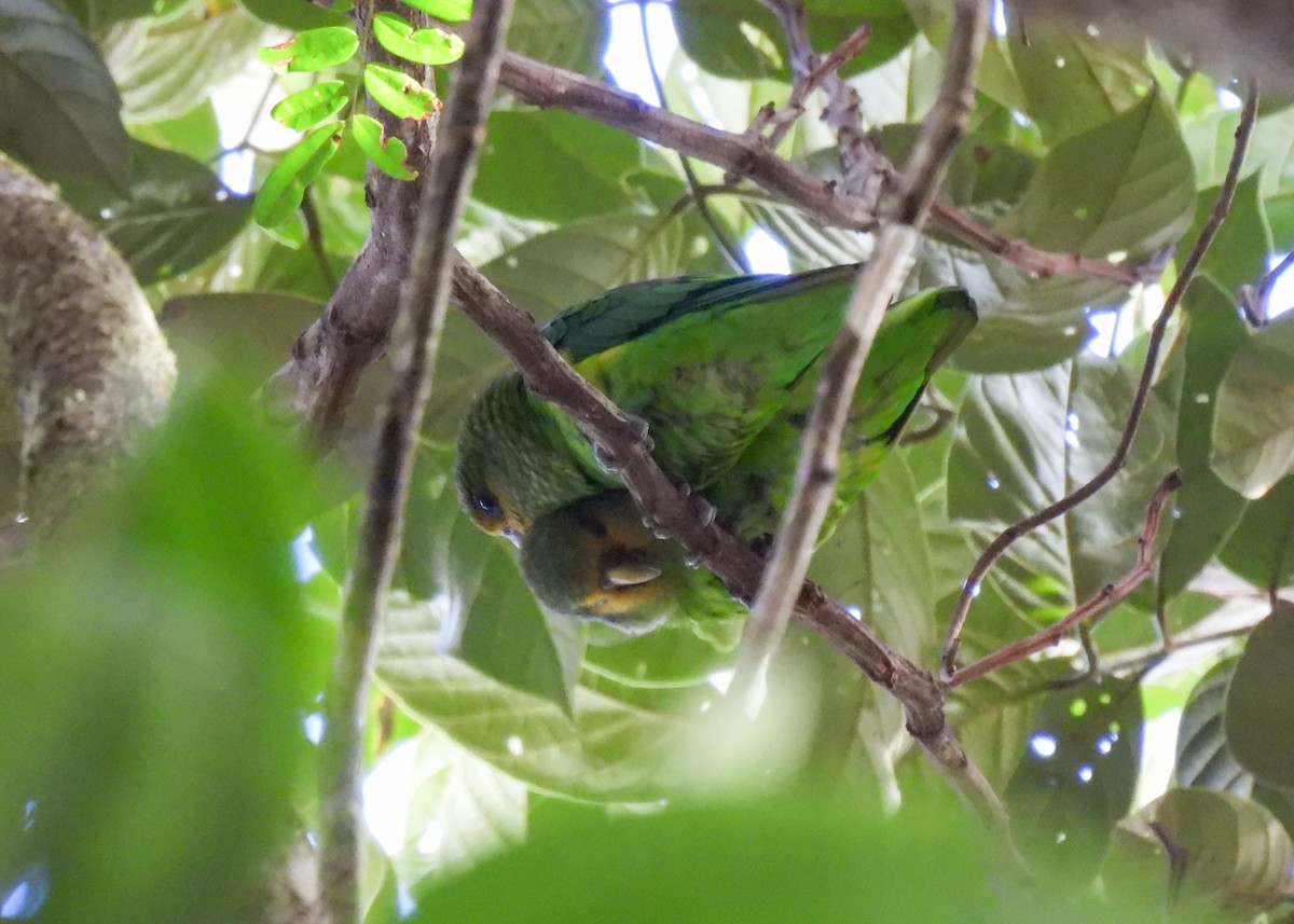 Toui à queue d'or - ML641233350