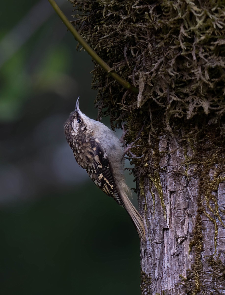 Brown Creeper - ML641233356