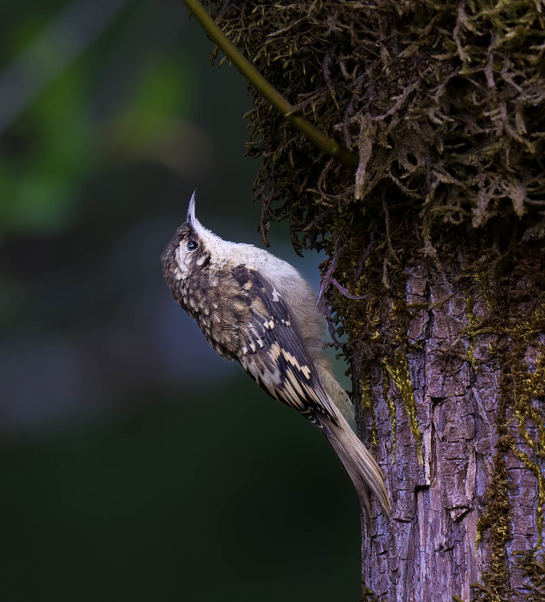 Brown Creeper - ML641233357