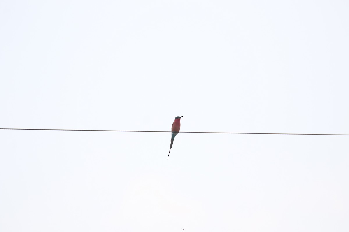 Southern Carmine Bee-eater - ML641233372