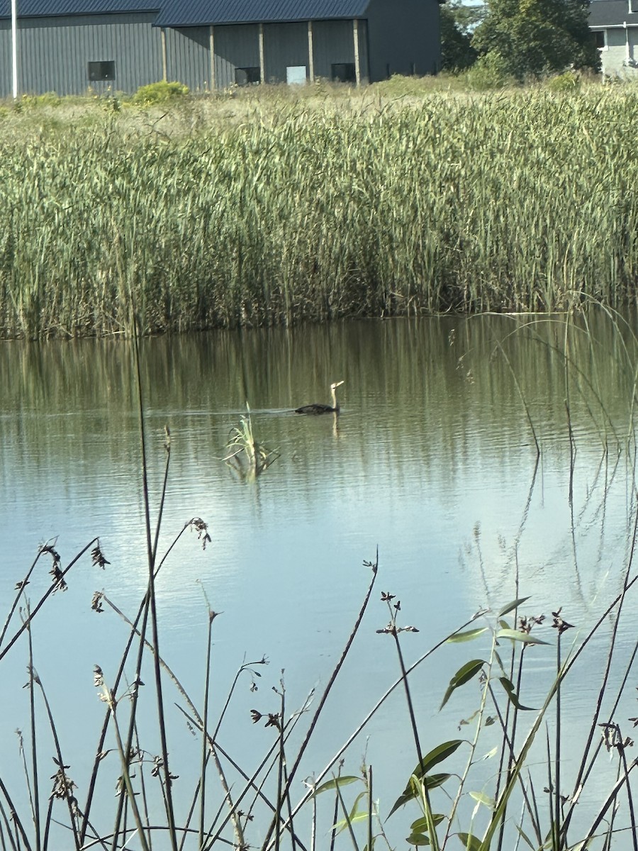 Cormoran à aigrettes - ML641233375