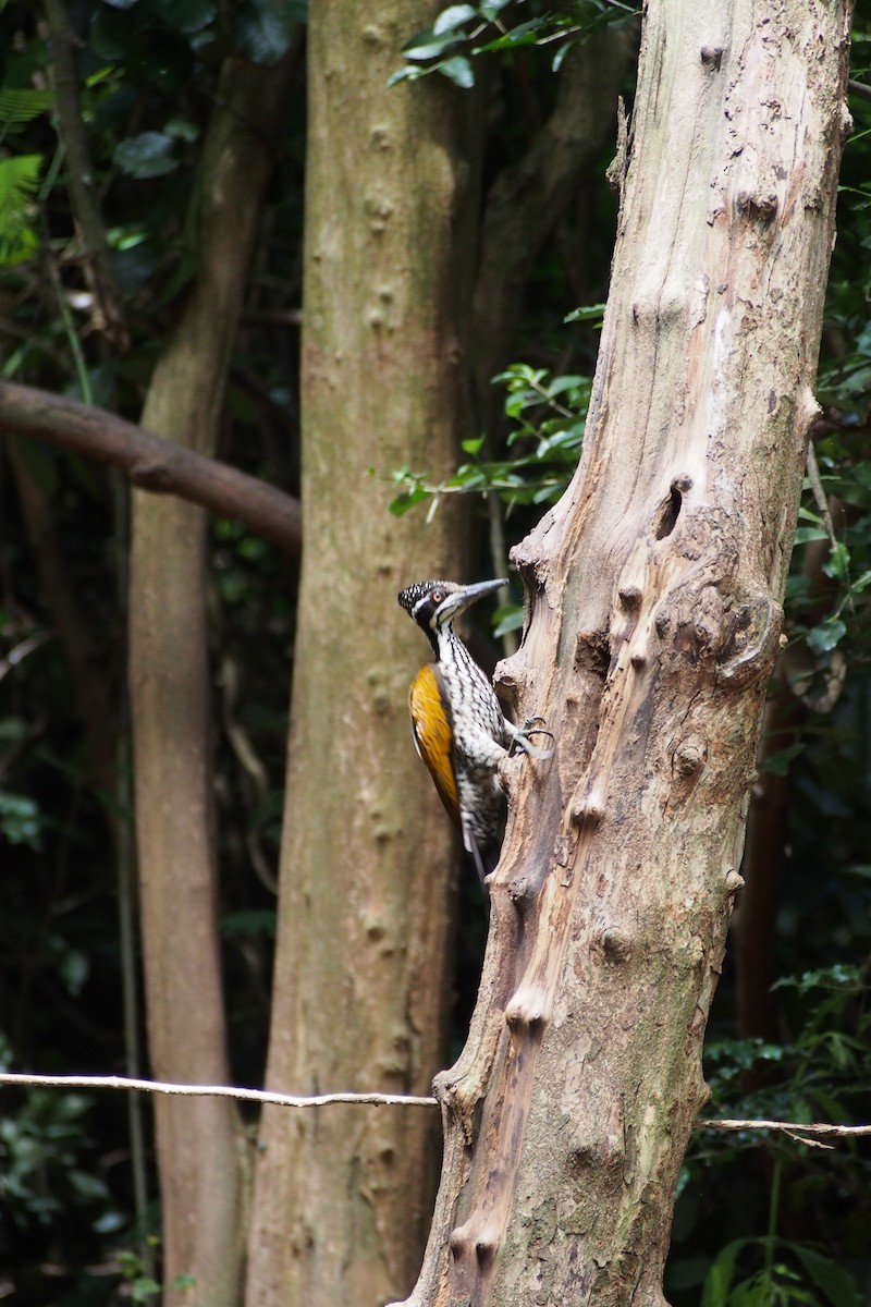 Greater Flameback - ML641233377