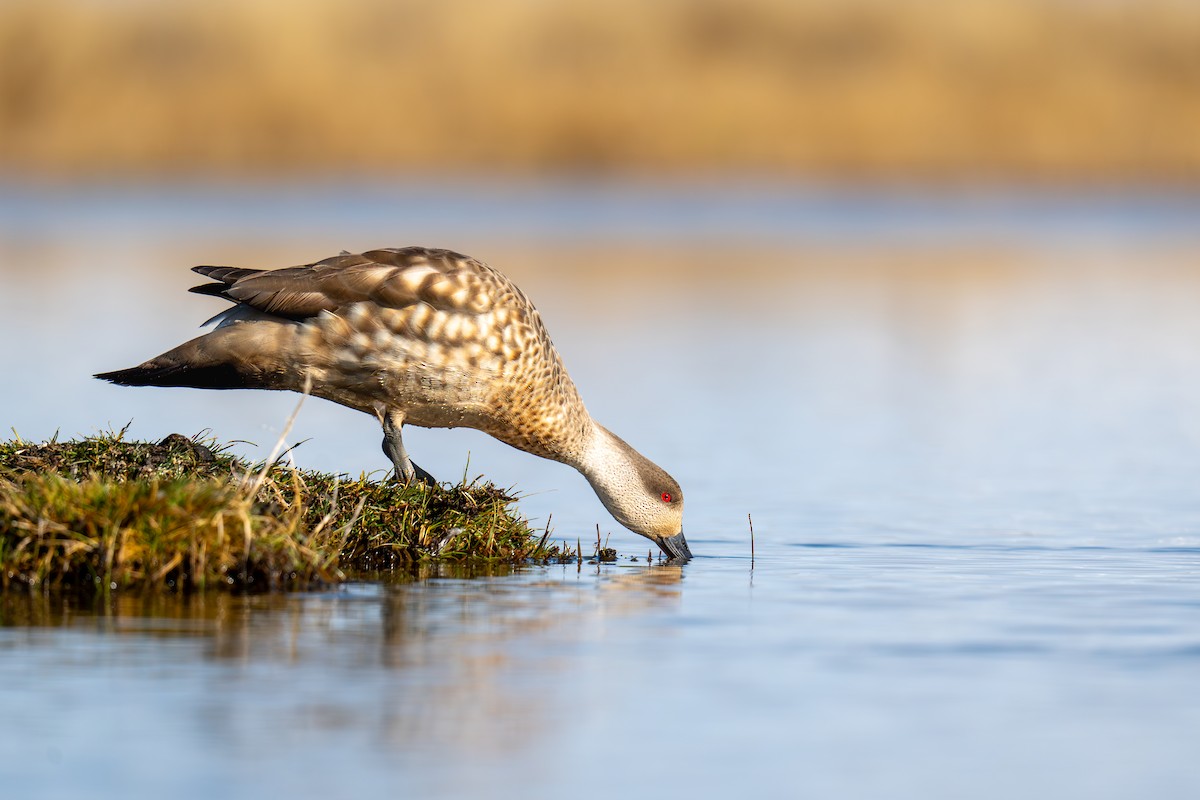 Crested Duck - ML641233386