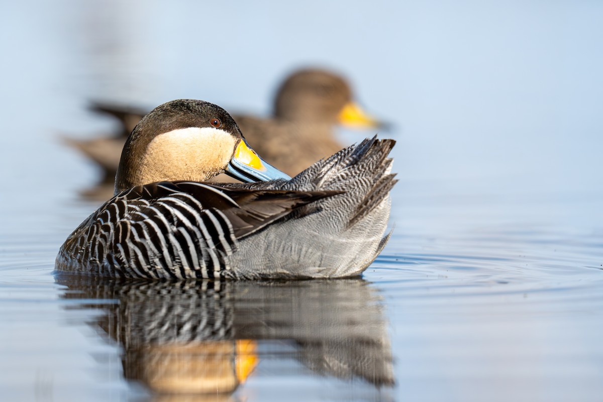 Silver Teal - ML641233406