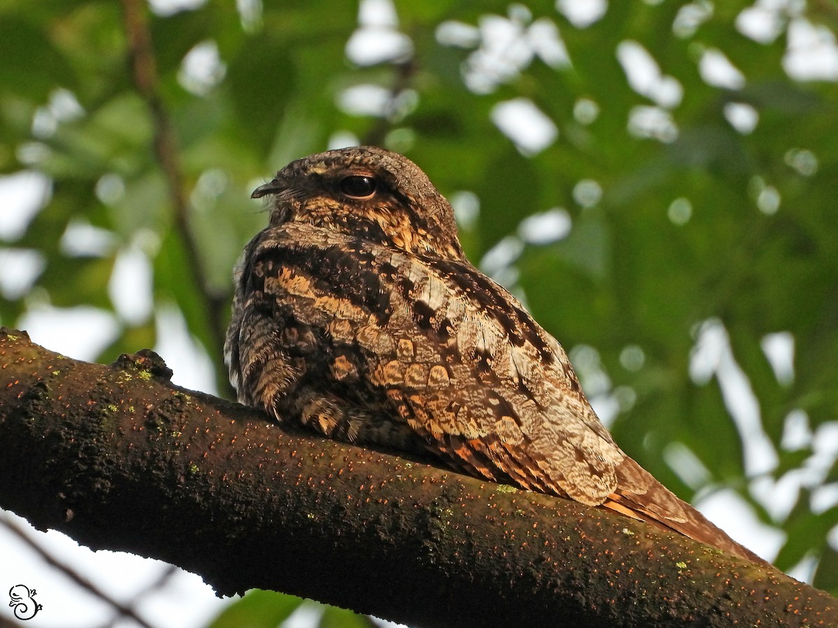 Gray Nightjar - ML641233431
