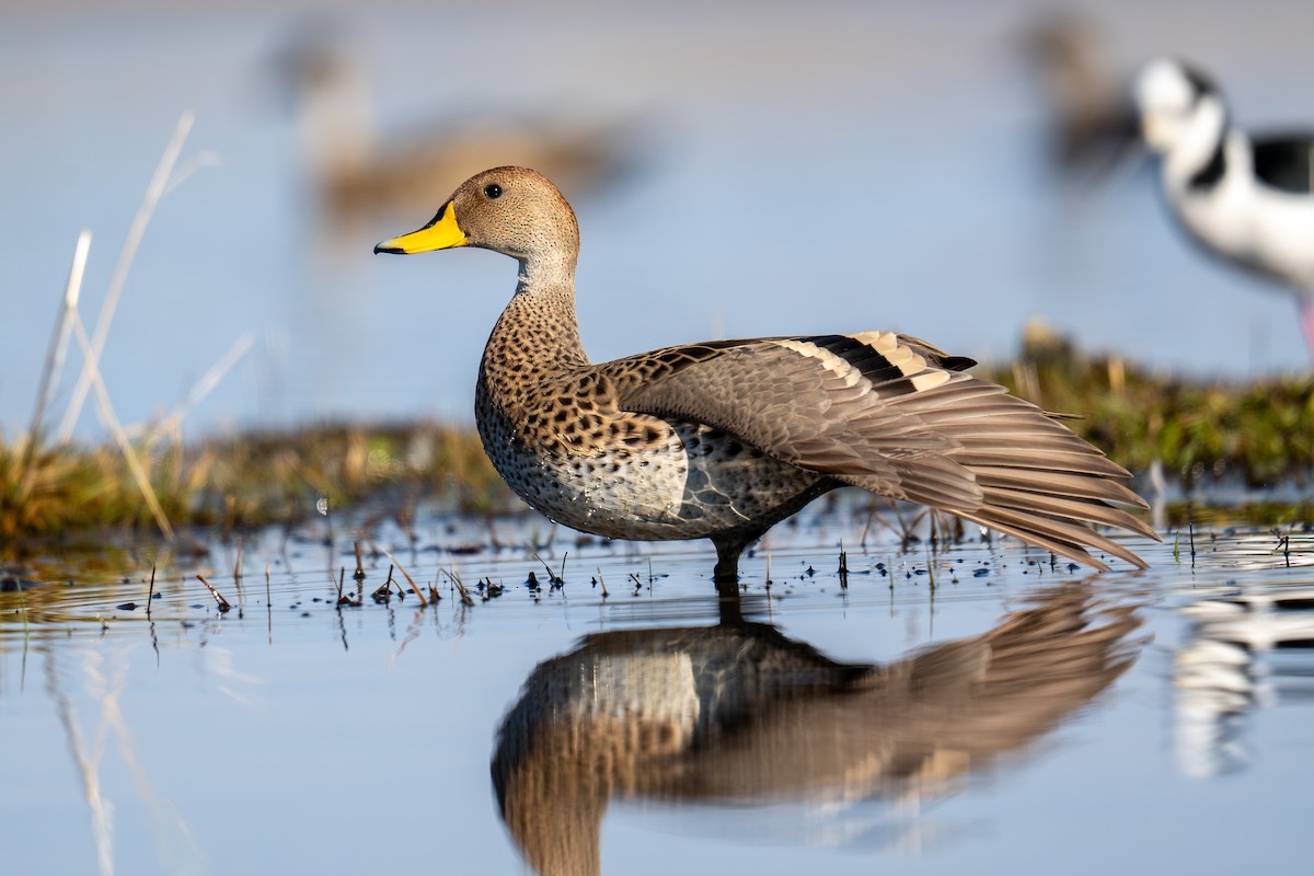 Yellow-billed Pintail - ML641233435
