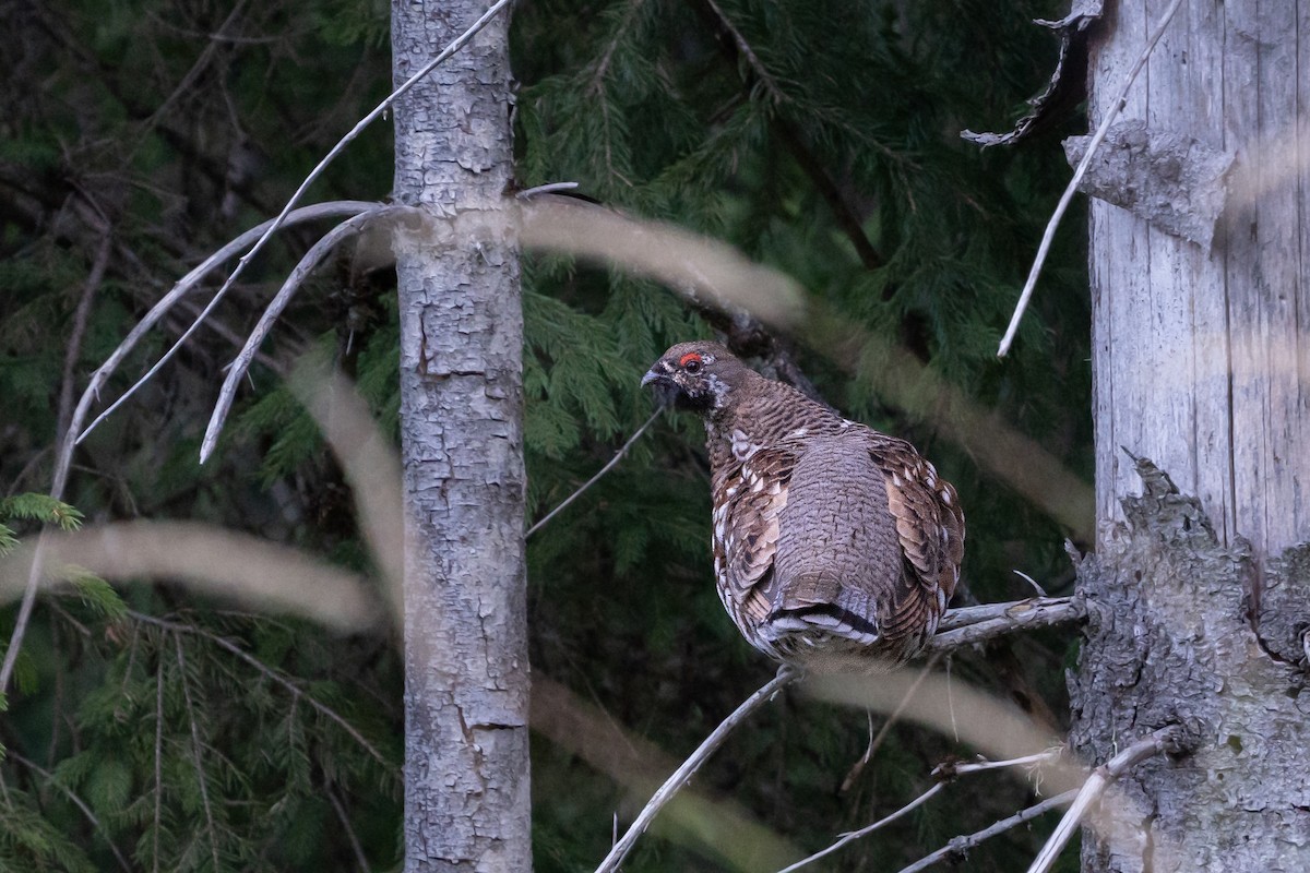 Hazel Grouse - ML641233471