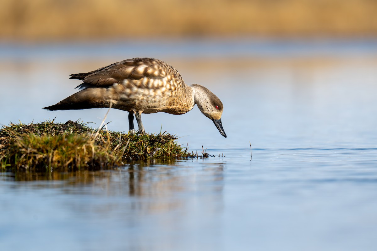 Crested Duck - ML641233509