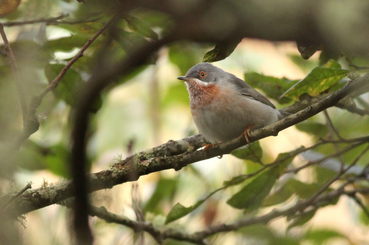 Eastern Subalpine Warbler - ML641233520