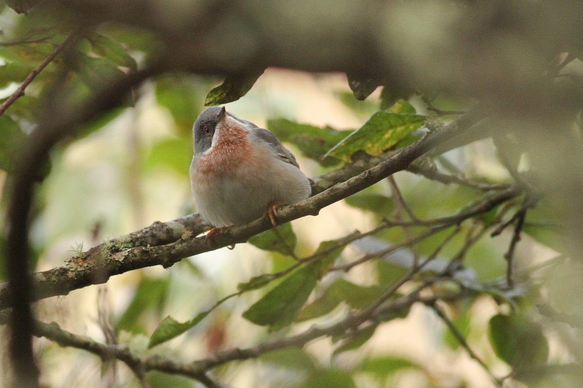 Eastern Subalpine Warbler - ML641233521