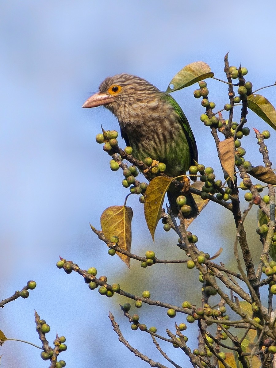 Lineated Barbet - ML641233557