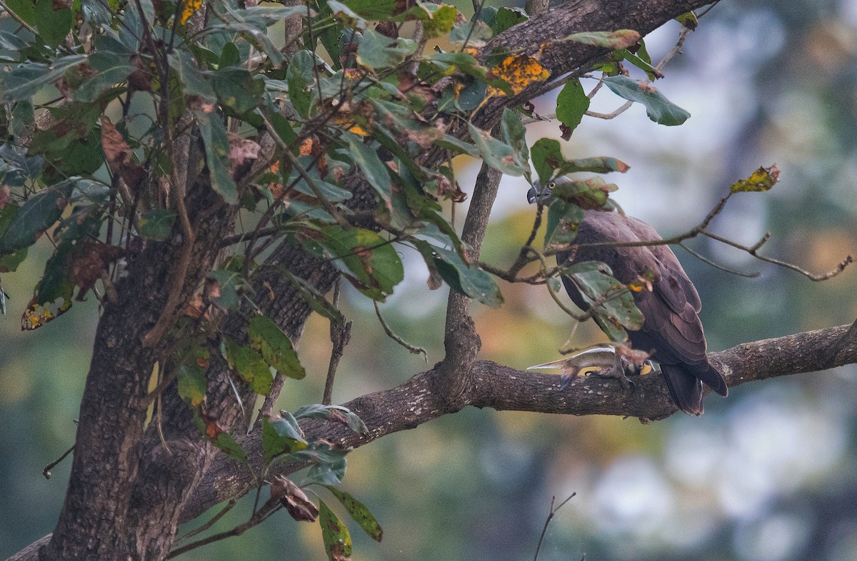 Малый рыболов - ML641233568