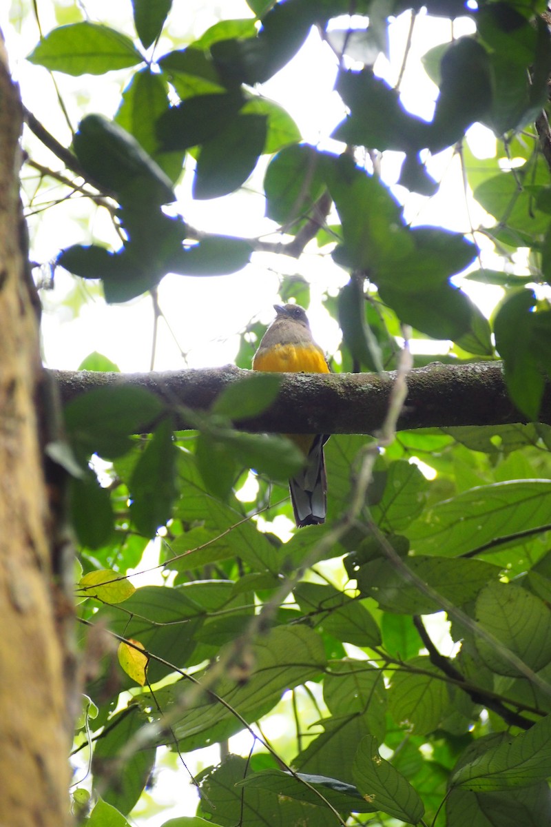 Orange-breasted Trogon - ML641233569