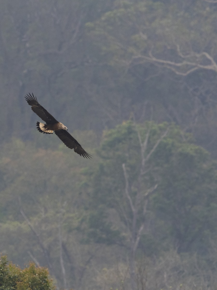 Pallas's Fish-Eagle - ML641233576