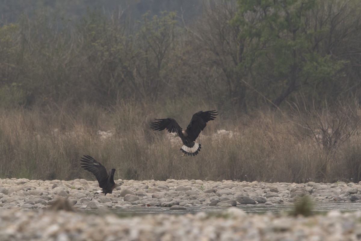 Pallas's Fish-Eagle - ML641233577