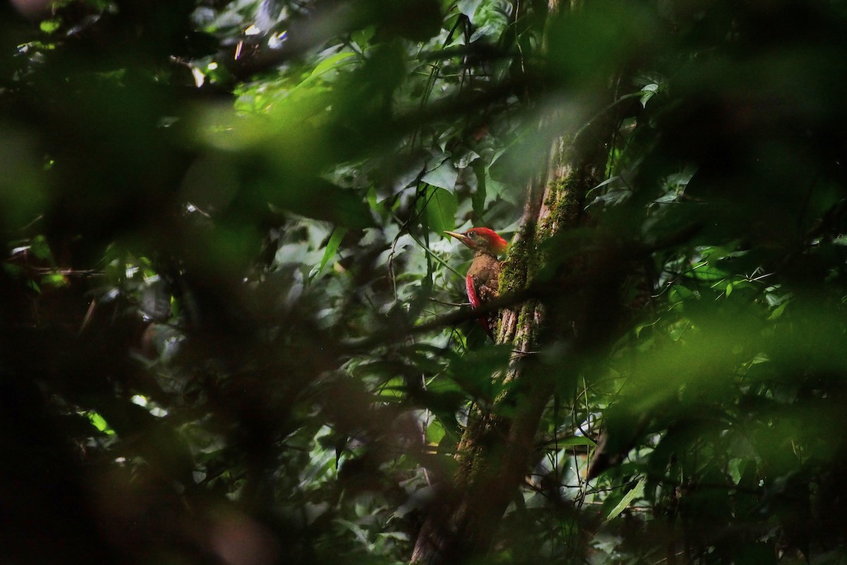 Crimson-winged Woodpecker - ML641233579