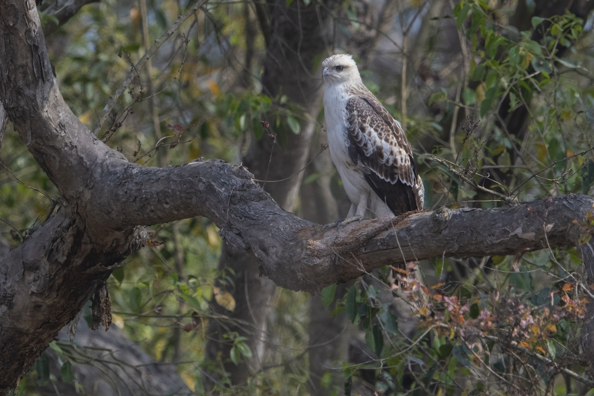 Changeable Hawk-Eagle (Changeable) - ML641233617