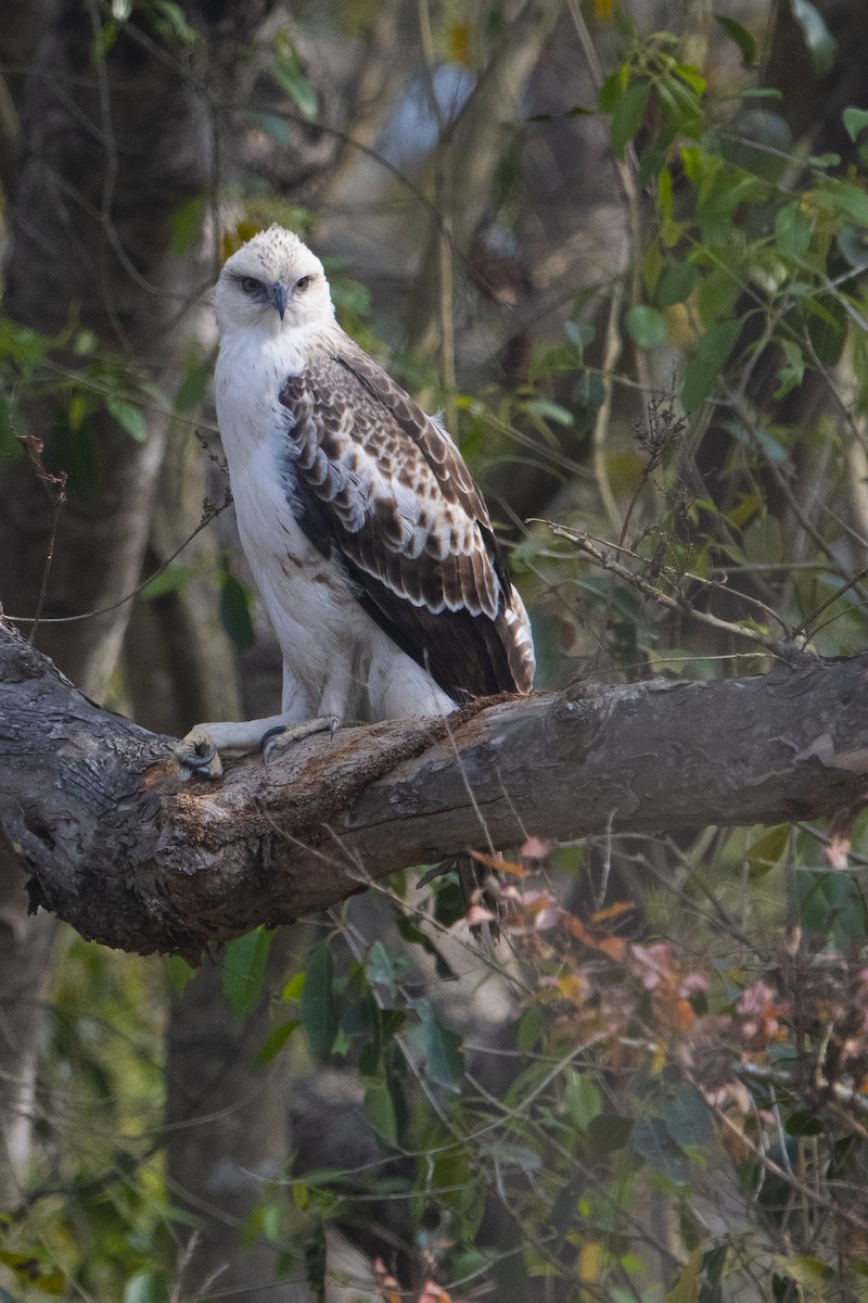Changeable Hawk-Eagle (Changeable) - ML641233618
