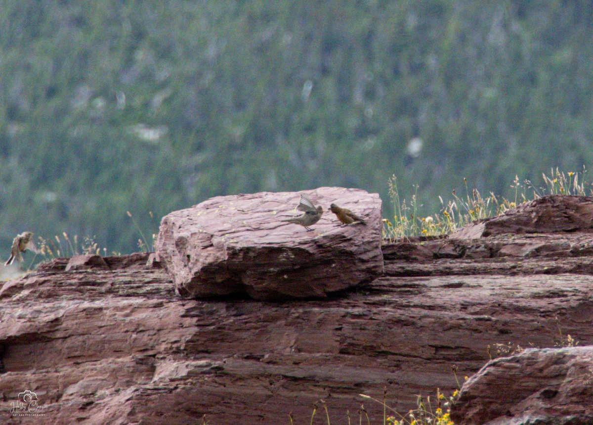 Gray-crowned Rosy-Finch - ML641233627