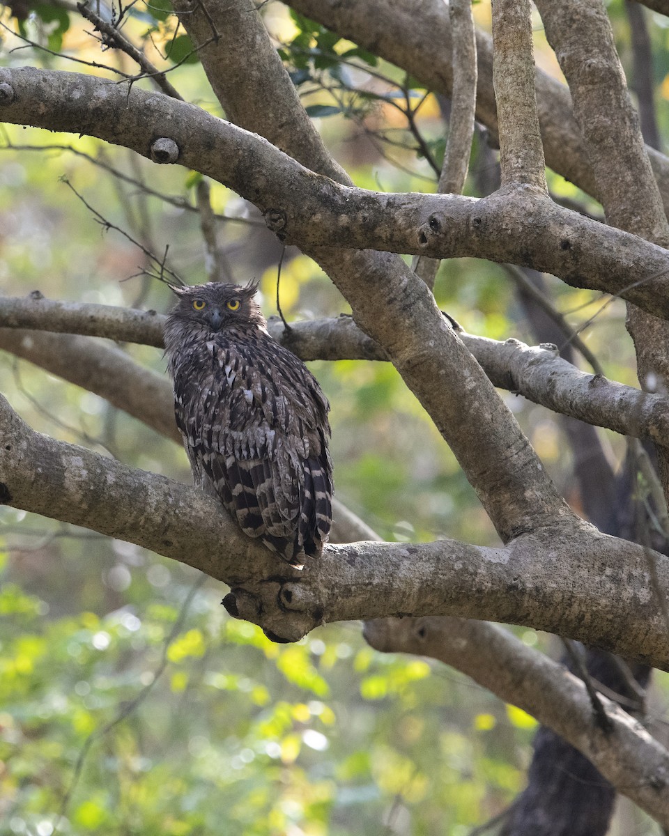 Brown Fish-Owl - ML641233633