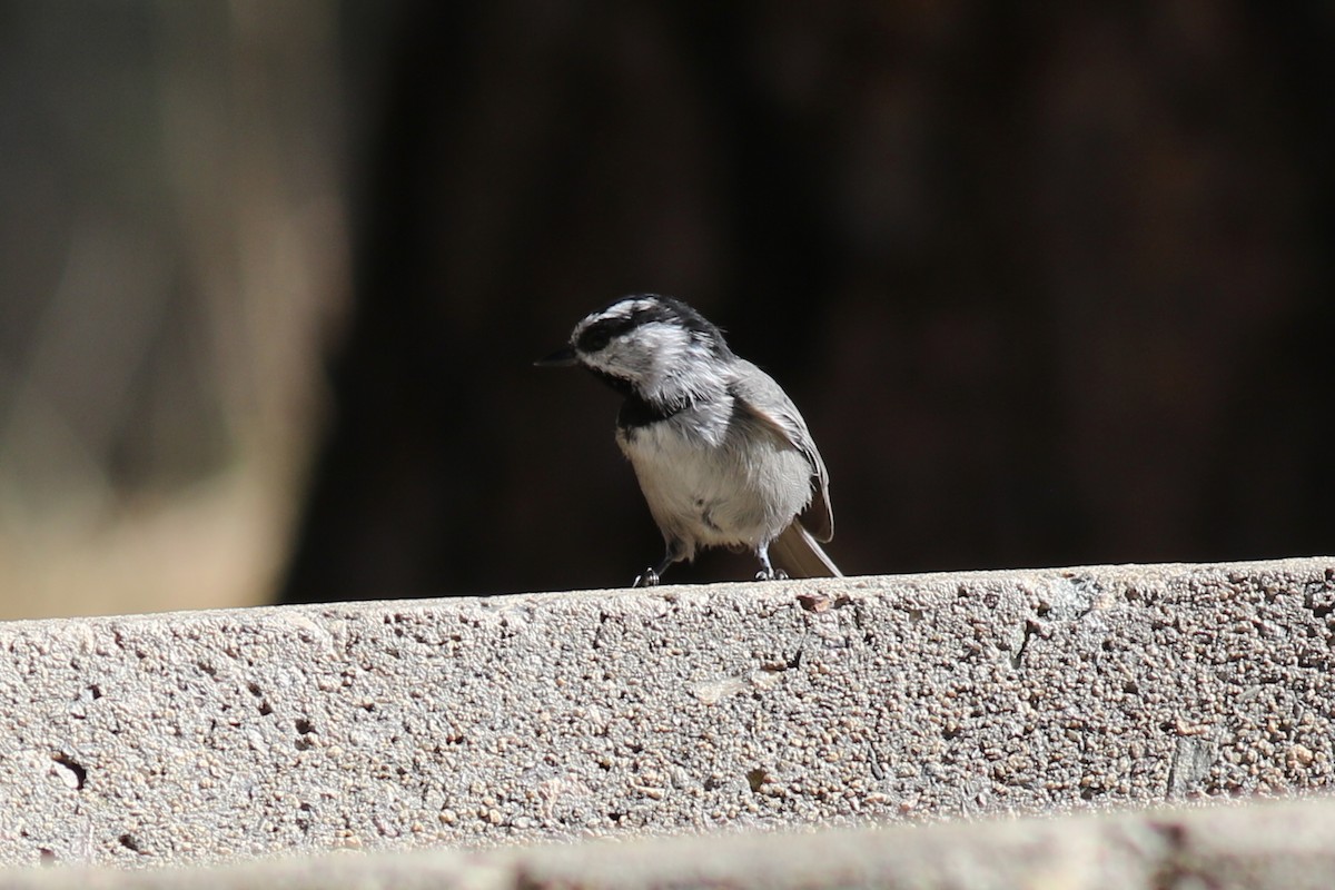 Mésange de Gambel - ML641233637