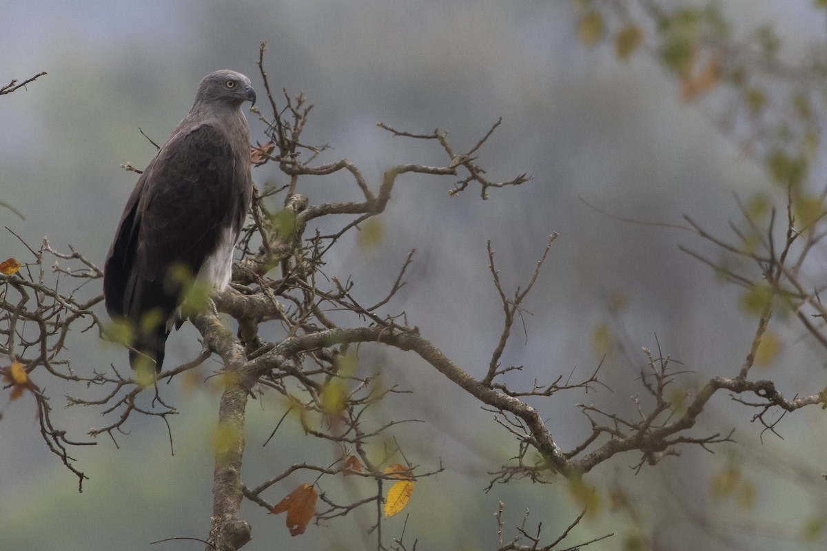 Малый рыболов - ML641233645