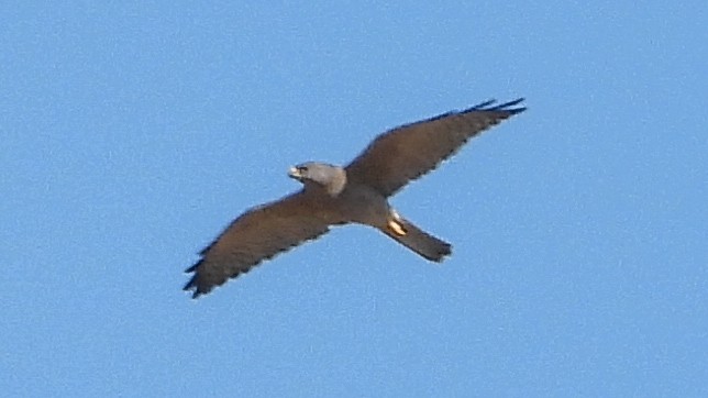 Levant Sparrowhawk - ML641233674