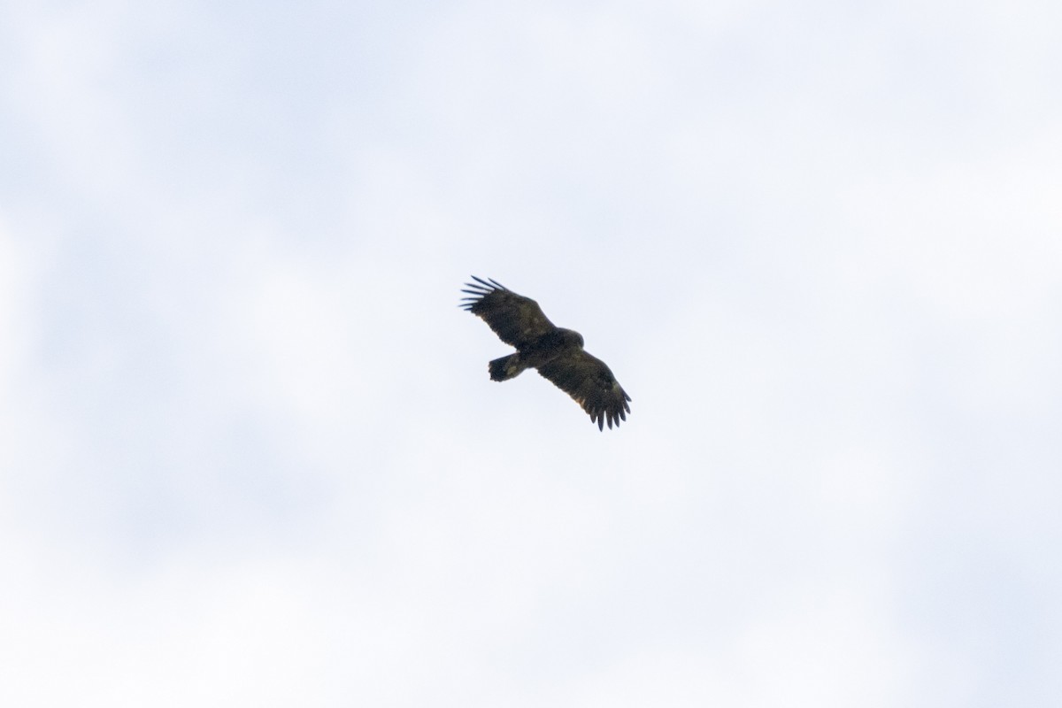 Schreiadler - ML641233726