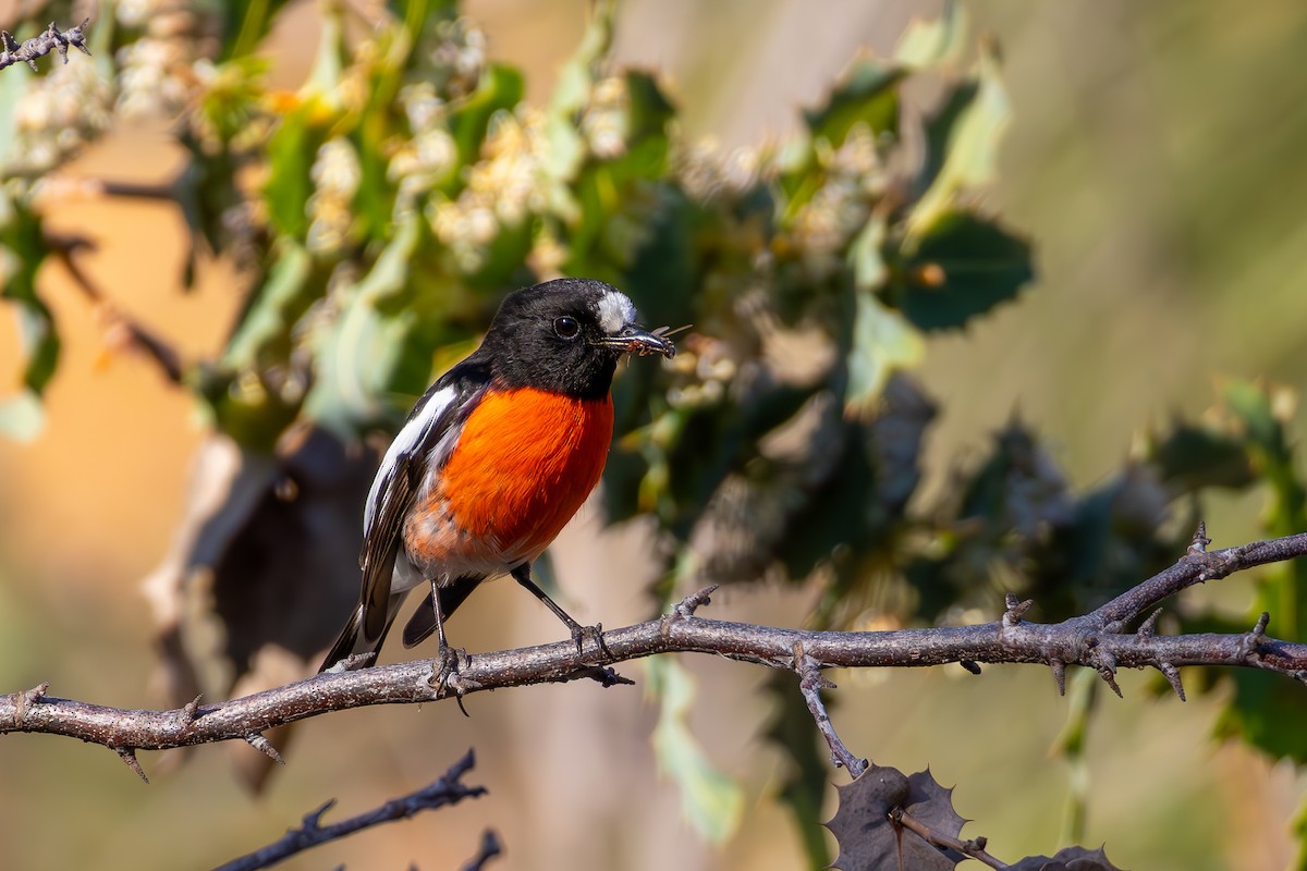 Scarlet Robin - ML641233783