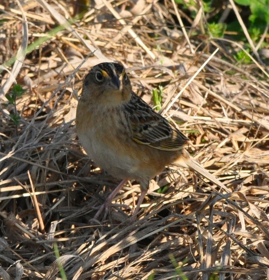 Grasshopper Sparrow - ML641233804
