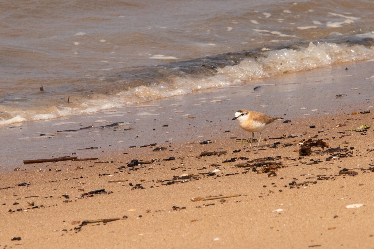 White-fronted Plover - ML641233809