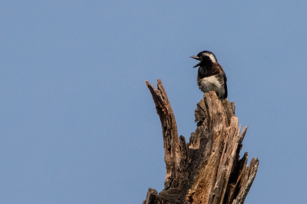 White-eared Barbet - ML641233827